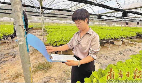 常胜策略 碎石滩上“长”出致富菜